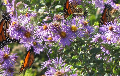 Native Plants for New England Gardens: Une symphonie botanique en harmonie avec la terre