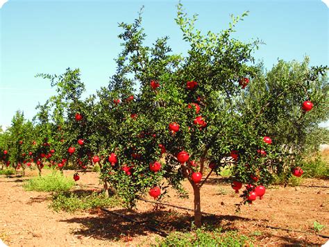  Pourquoi The Pomegranate Tree est-il un véritable trésor de la mythologie sud-africaine ?