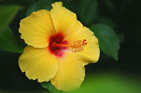  Vous Cherchez un Mystère Captivant ? Plongez dans Yellow Hibiscus